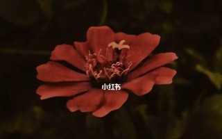 分手后情感恢复需要多久？如何快速走出失恋？