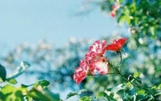 梦见自己生孩子是什么意思（解读梦境暗示）