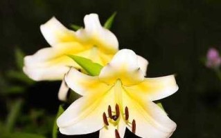 挽回花了多长时间？有效挽回策略与时间管理解析