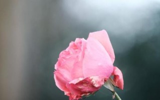 男人见到旧情人时心态会有什么变化？如何应对这种情感波动？