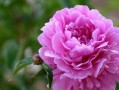 什么花代表挽回爱情？花语中挽回的花卉有哪些？