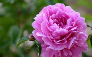 什么花代表挽回爱情？花语中挽回的花卉有哪些？