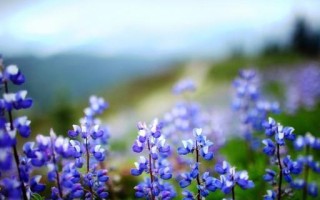 如何把握爱情的四季？如何在每个季节收获爱情的甜蜜？