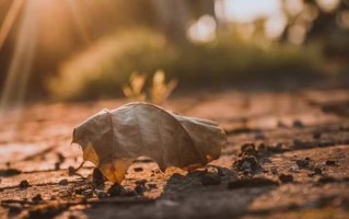 爱情中相忘于江湖的含义是什么？如何理解这种情感状态？