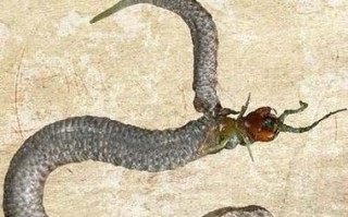 梦见被抛弃与梦见被人追，究竟有何不同（揭开梦境中情感的真相）