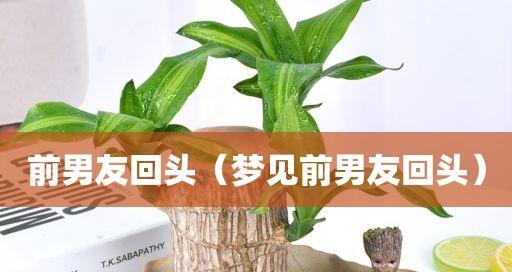 梦见前男友回来找我复合，意味着什么（解读梦中前男友的真实含义）-第1张图片-爱昵情感