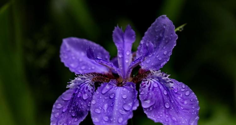 什么花代表挽回爱情？花语中挽回的花卉有哪些？-第3张图片-爱昵情感