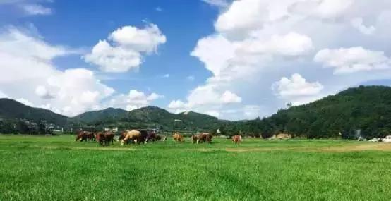 养殖场如何挽回散户？散户流失的原因及应对策略是什么？-第2张图片-爱昵情感